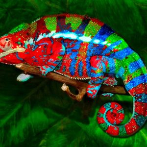 California Shop Small Chameleon Cards: Kammerflage’s Grimbold