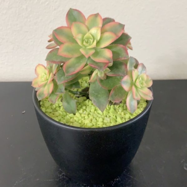 California Shop Small Modern Round Pots for Flowers, Succulents, Cactus, Indoor/Outdoor Plants (Pot D)