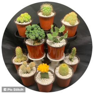 California Shop Small Brig’s Cactus Collection