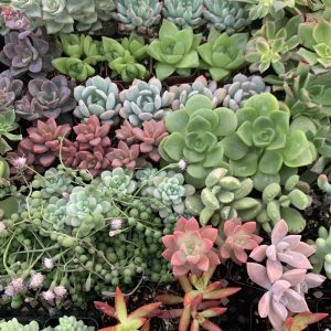 California Shop Small Brig’s Live/Fresh Succulent Plants Collection B
