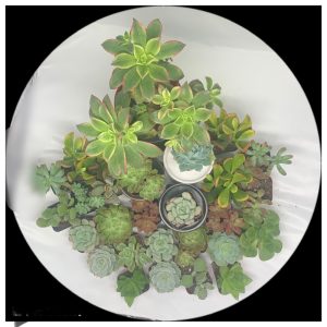 Product Image and Link for Brig’s Live/Fresh Succulent Plants Collection A