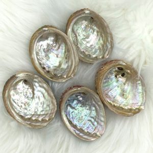 Product Image and Link for Abalone Shell