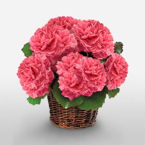 Product Image: Pink Carnation Basket