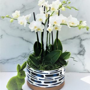 Product Image and Link for Baby Orchids of Joy