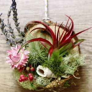 Product Image and Link for Woodland Air Plant Ornament