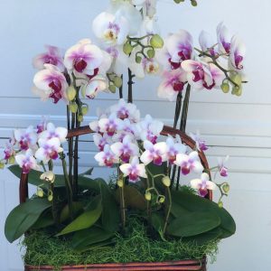 Product Image and Link for Joyful Orchid Basket
