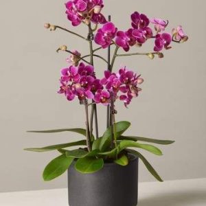 Product Image and Link for Purple Orchid Love – Flowers of Joy