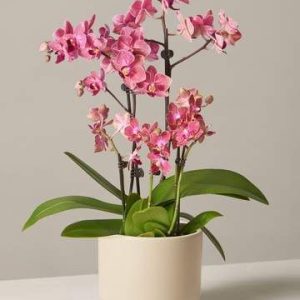 Product Image and Link for Pink Orchid Joy
