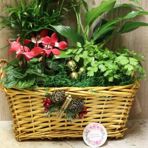 Product Image and Link for Merry Dish Garden