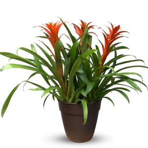 Product Image and Link for Mele Kalikimaka Bromeliad Christmas Plant