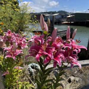 Product Image and Link for Lilly’s on the deck