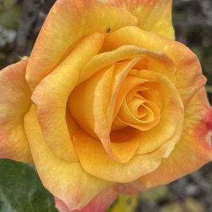 Product Image and Link for Hybrid Tea Rose- Digital photo