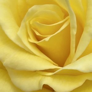 Product Image and Link for Hybrid Tea Rose- Digital photo