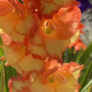 Product Image and Link for Orange Gladiola- Digital photo