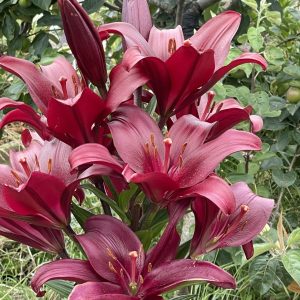 Product Image and Link for Bronze Lilly