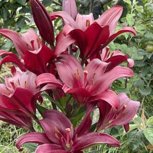 Product Image and Link for Bronze Lilly- Digital photo