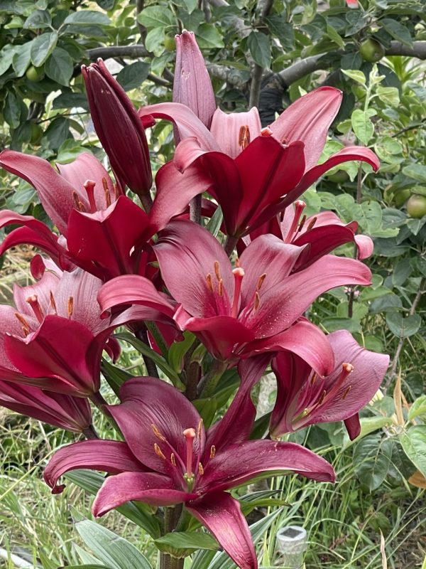 Product Image and Link for Bronze Lilly- Digital photo