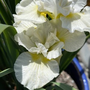 Product Image and Link for Bearded Iris- Digital photo