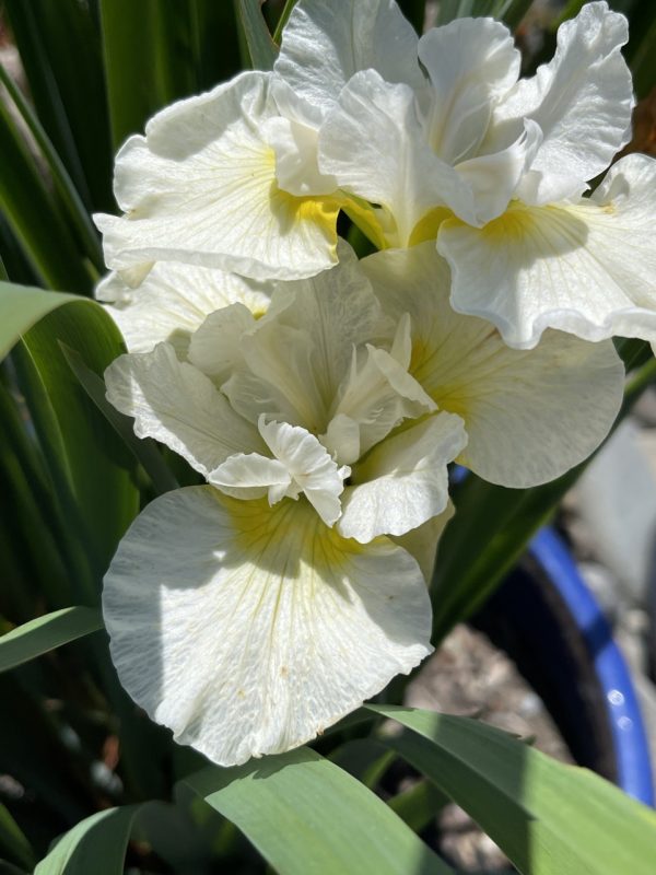 Product Image and Link for Bearded Iris- Digital photo