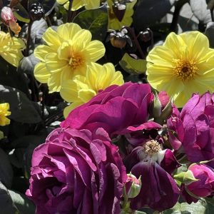 Product Image and Link for Dahlia mix- Digital photo