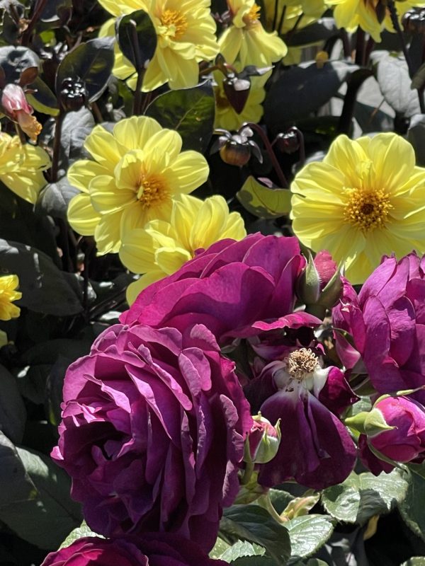 Product Image and Link for Dahlia mix- Digital photo
