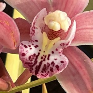 Product Image and Link for Cymbidiums in winter?- Digital photo