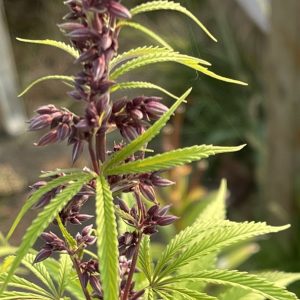 Product Image and Link for Hybrid purple cannabis (male)