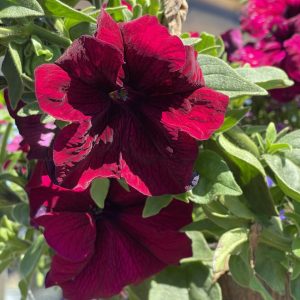 Product Image and Link for Petunia power!- Digital photo