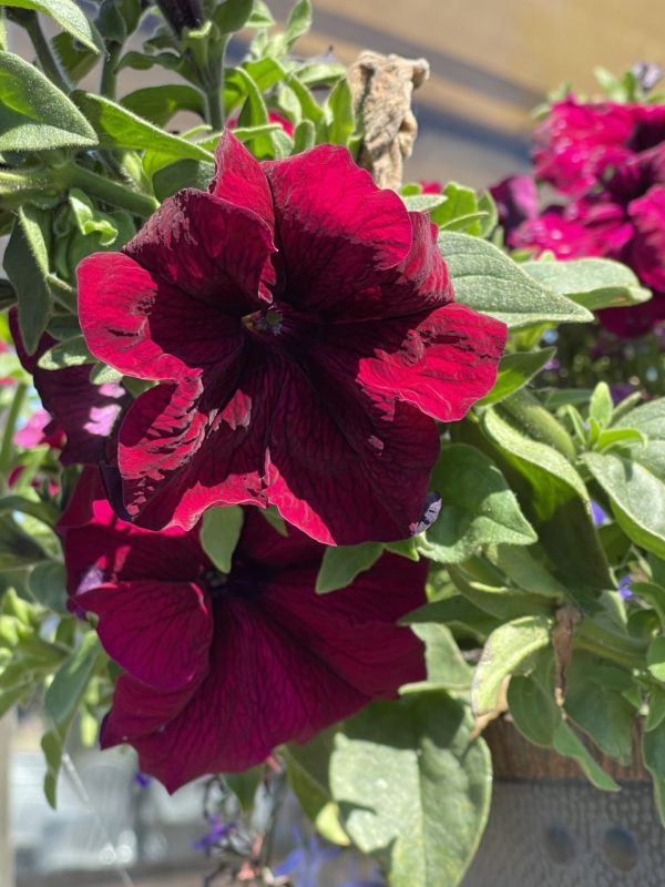 Product Image and Link for Petunia power!- Digital photo