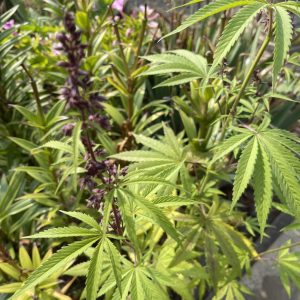 Product Image and Link for Cannabis in a garden