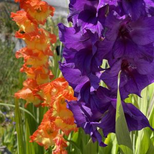 Product Image and Link for Gladiolus speak!- Digital photo