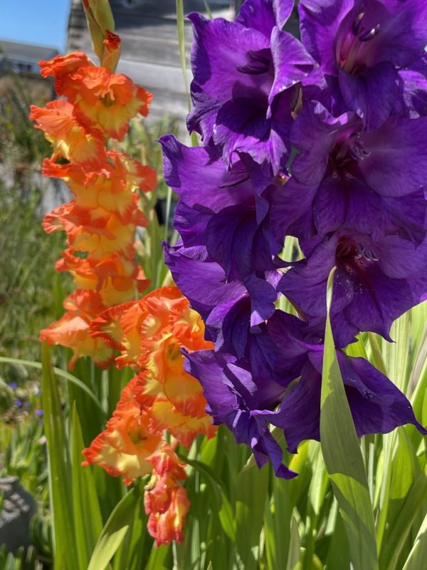 Product Image and Link for Gladiolus speak!- Digital photo