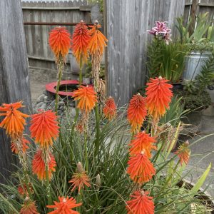Product Image and Link for Red Hot Pokers