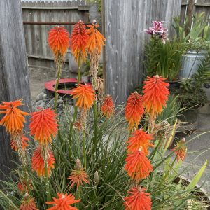 Product Image and Link for Red Hot Pokers- Digital photo