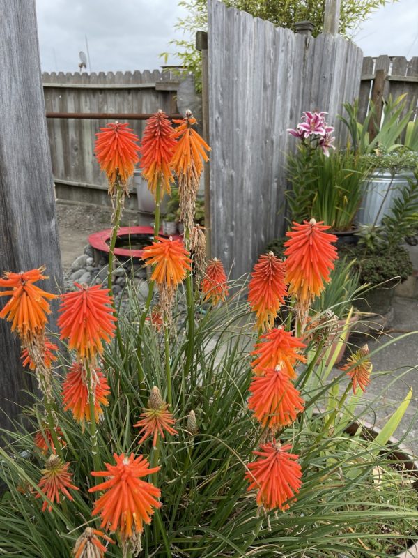 Product Image and Link for Red Hot Pokers- Digital photo