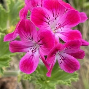 Product Image and Link for Geranium Touch!- Digital photo