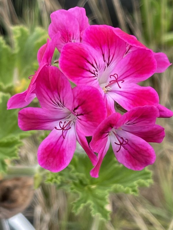Product Image and Link for Geranium Touch!- Digital photo