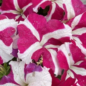 Product Image and Link for V.Petunia- Digital photo