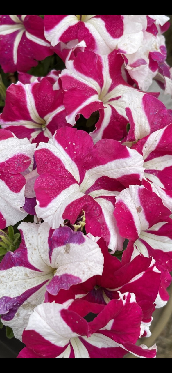 Product Image and Link for V.Petunia- Digital photo
