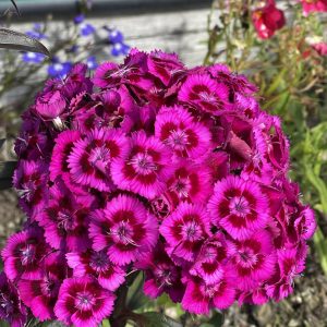 Product Image and Link for Sweet William- Digital photo