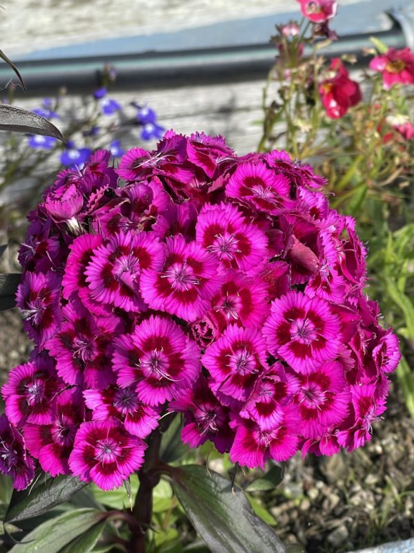 Product Image and Link for Sweet William- Digital photo