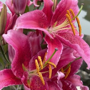 Product Image and Link for Lily up close- Digital photo