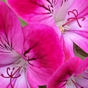 Product Image and Link for Geraniums- Digital photo