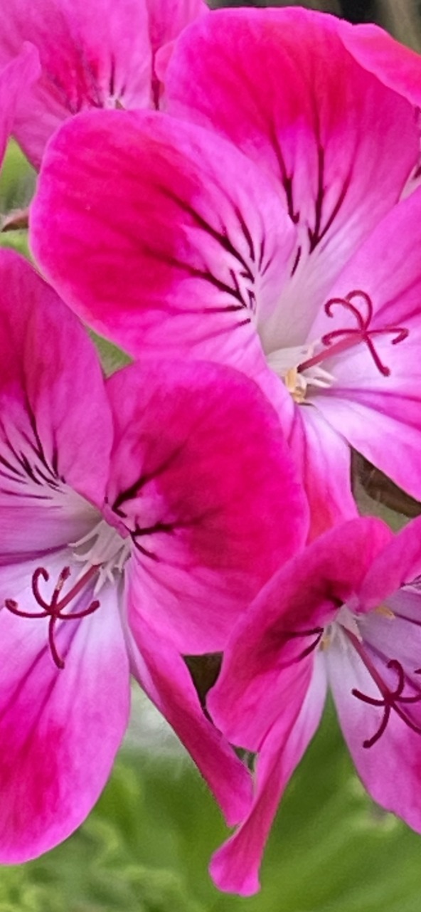 Product Image and Link for Geraniums- Digital photo