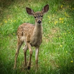 Product Image and Link for Baby Fawn