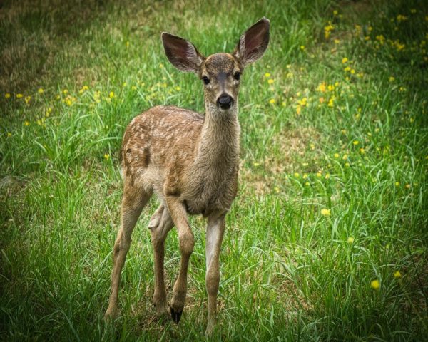 Product Image and Link for Baby Fawn