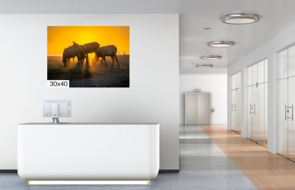 Product Image and Link for Rosevelt Elk Beach Sunset Print