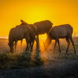 Product Image and Link for Rosevelt Elk Beach Sunset Print