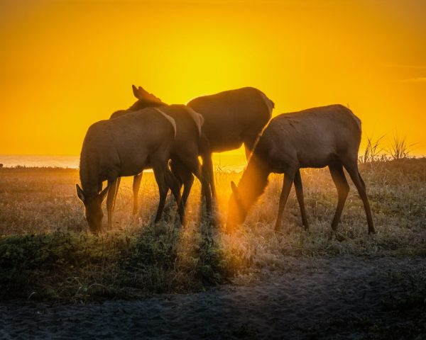 Product Image and Link for Rosevelt Elk Beach Sunset Print