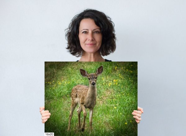 Product Image and Link for Baby Fawn